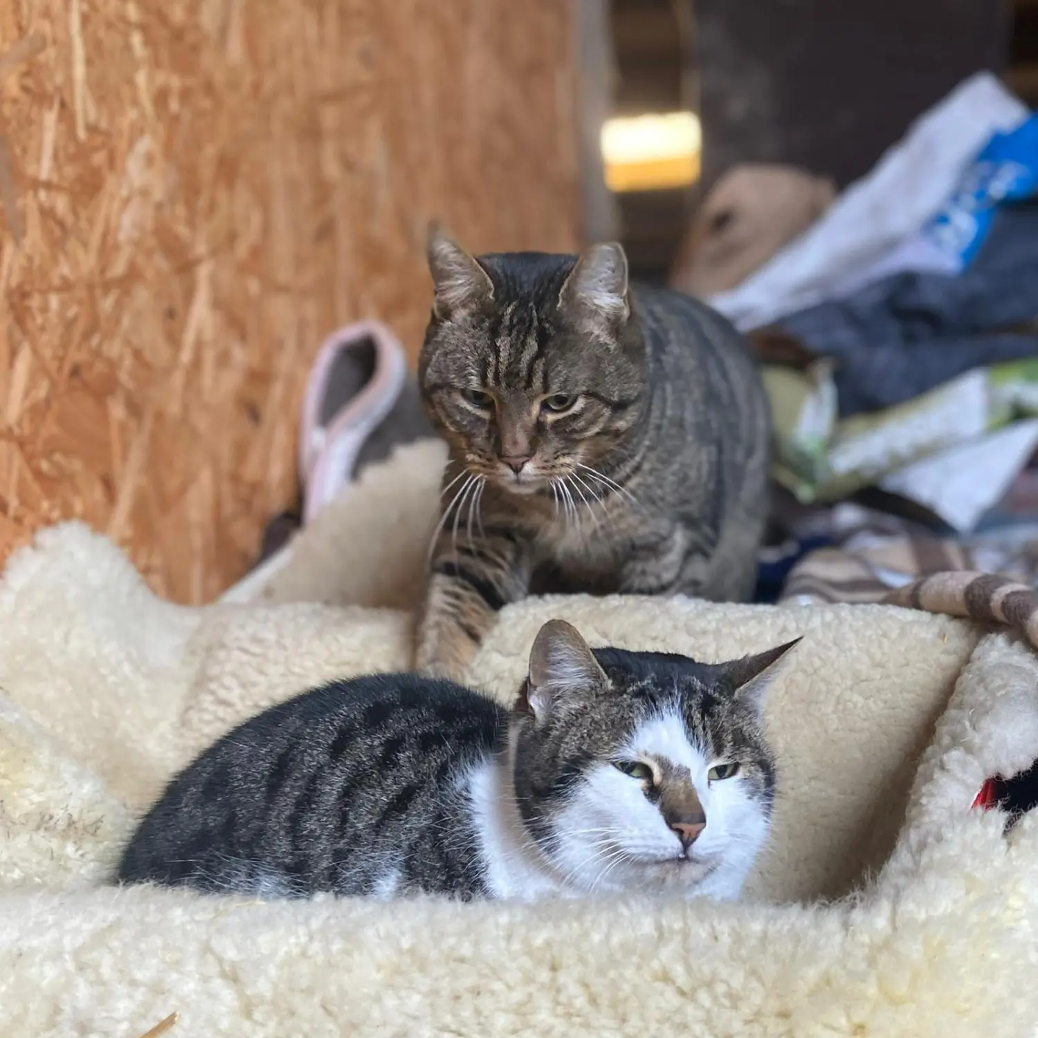 Kinderreitschule Igstadt