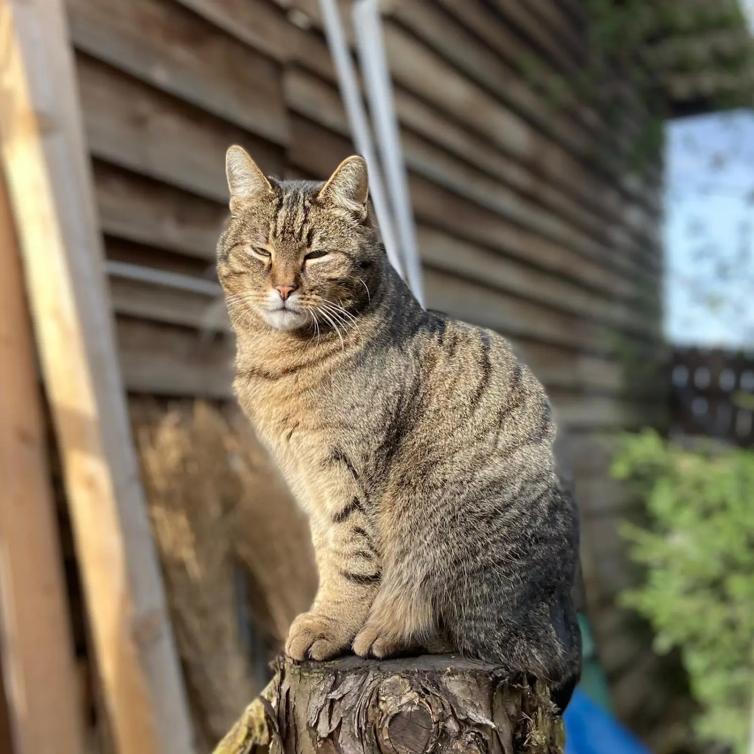 Kinderreitschule Igstadt - Katzen sitzen bequem