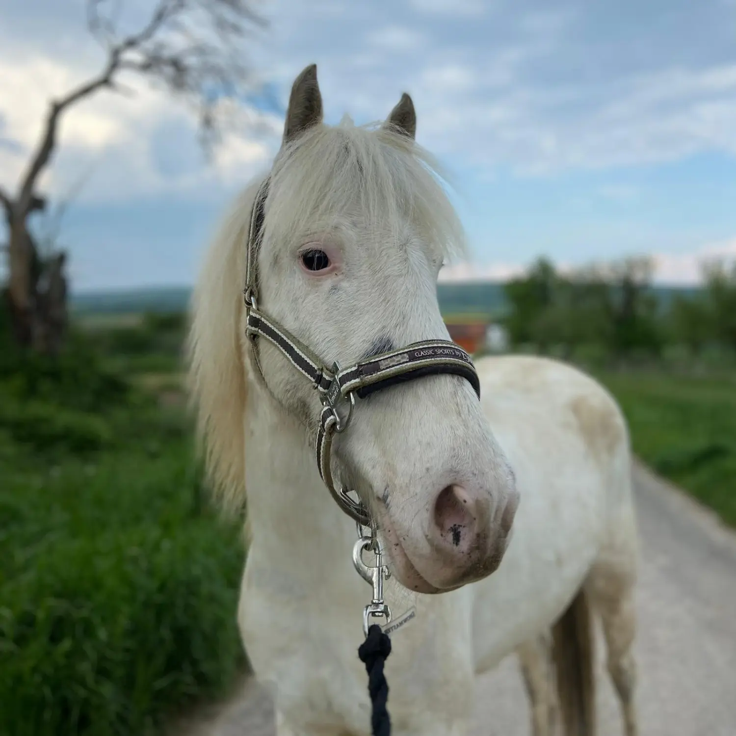 Kinderreitschule Igstadt - Pferdefarm