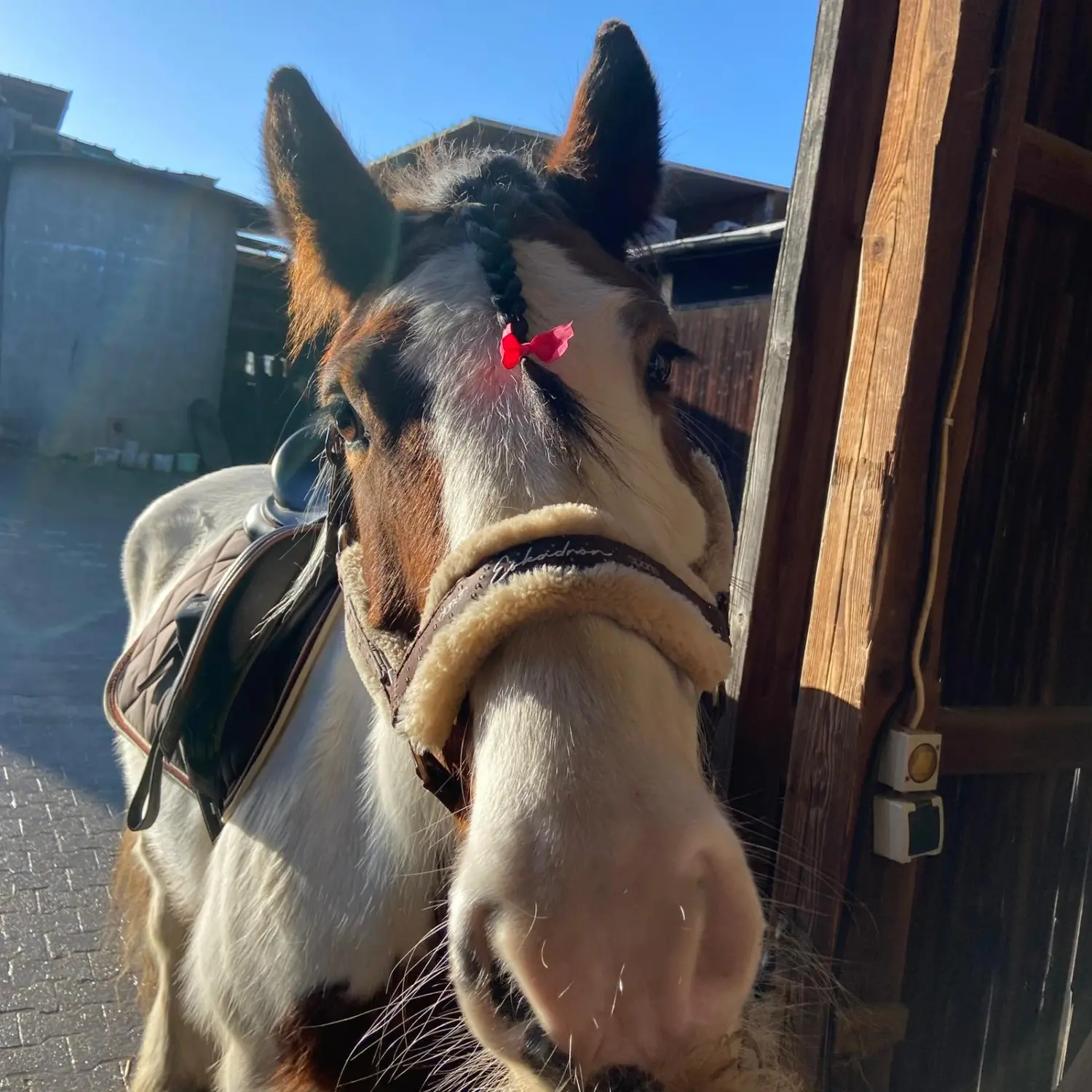 Kinderreitschule Igstadt - Pferdefarm