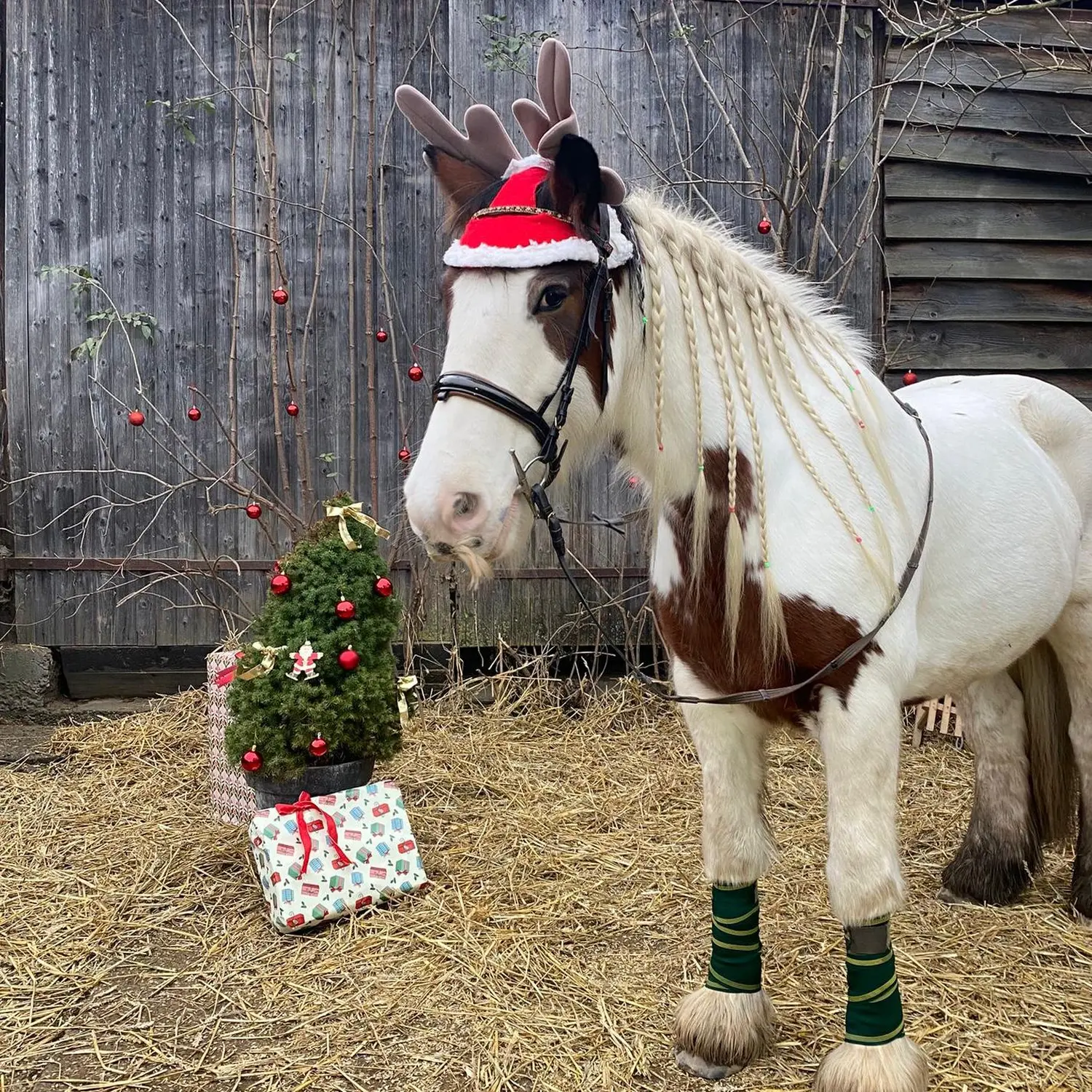 Kinderreitschule Igstadt - Pferdefarm