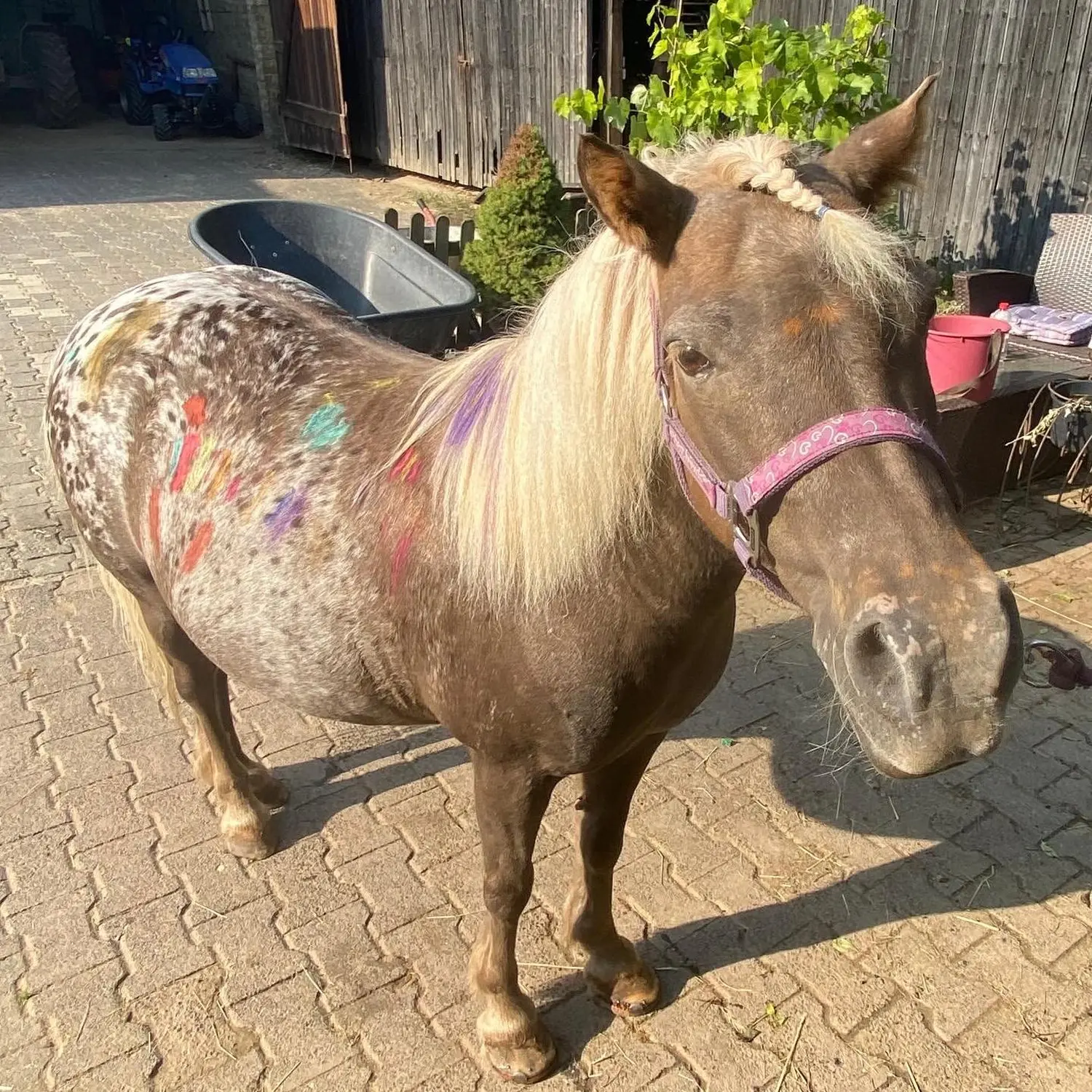 Kinderreitschule Igstadt - Pferdefarm