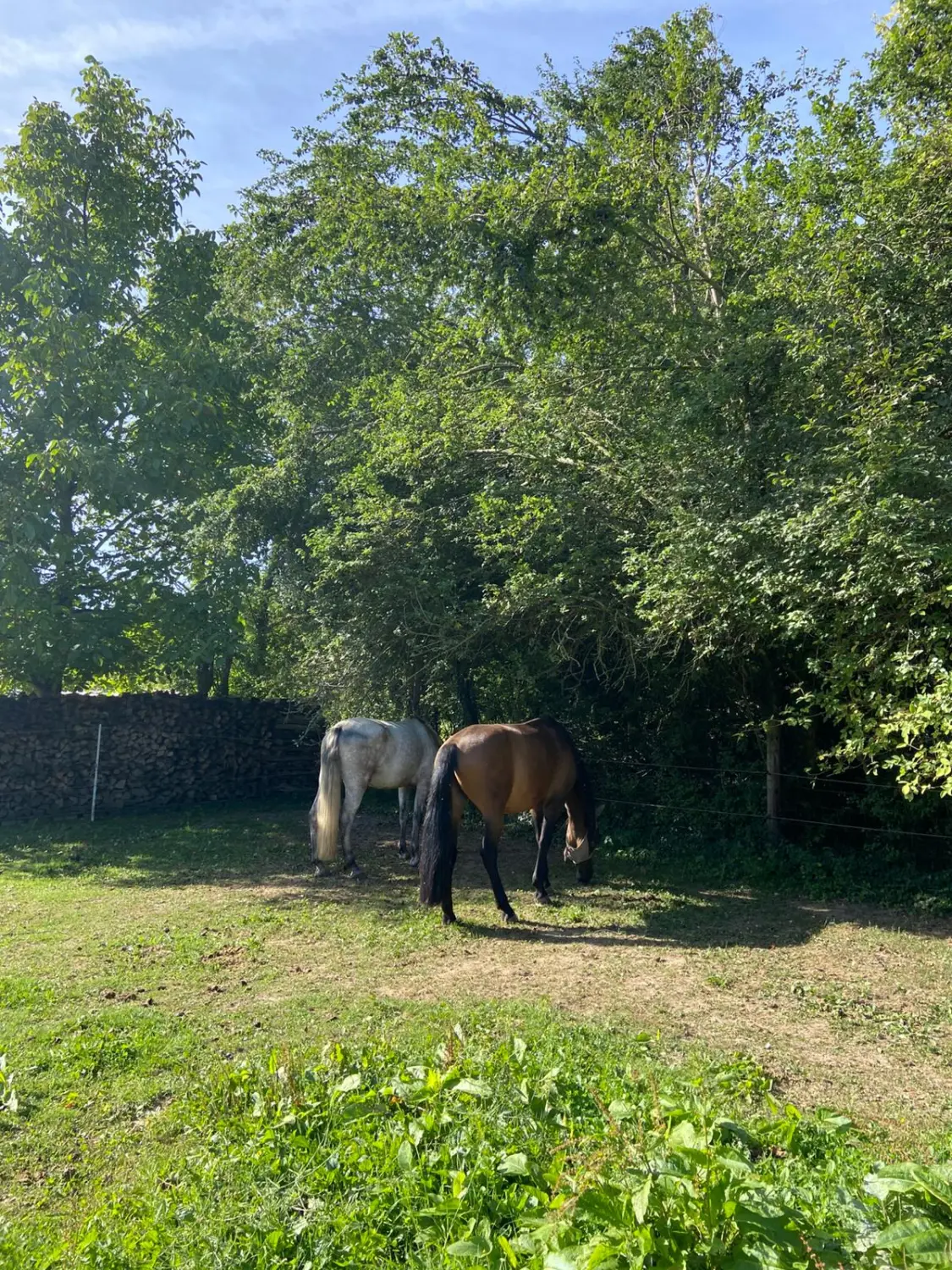Kinderreitschule Igstadt - Pferdefarm