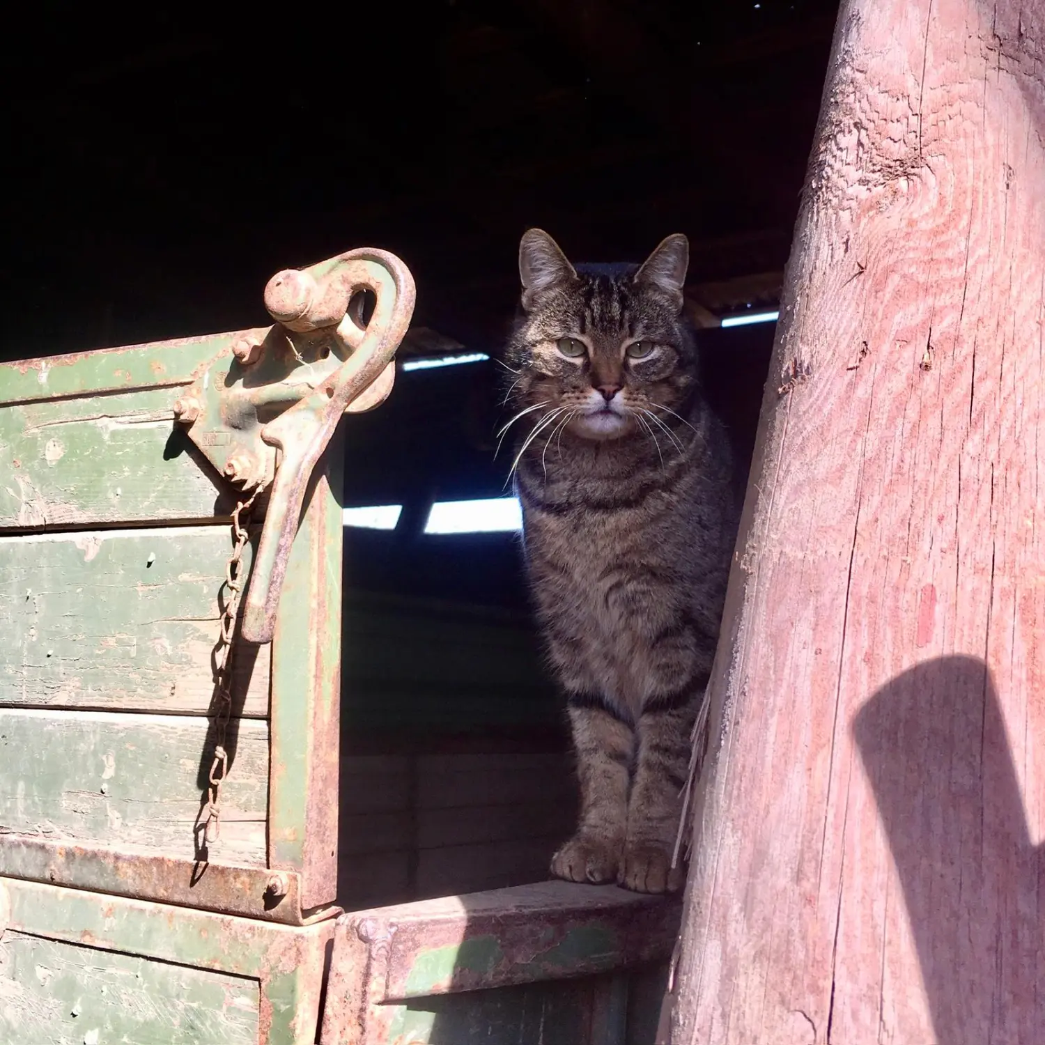 Kinderreitschule Igstadt - Katzen sitzen bequem