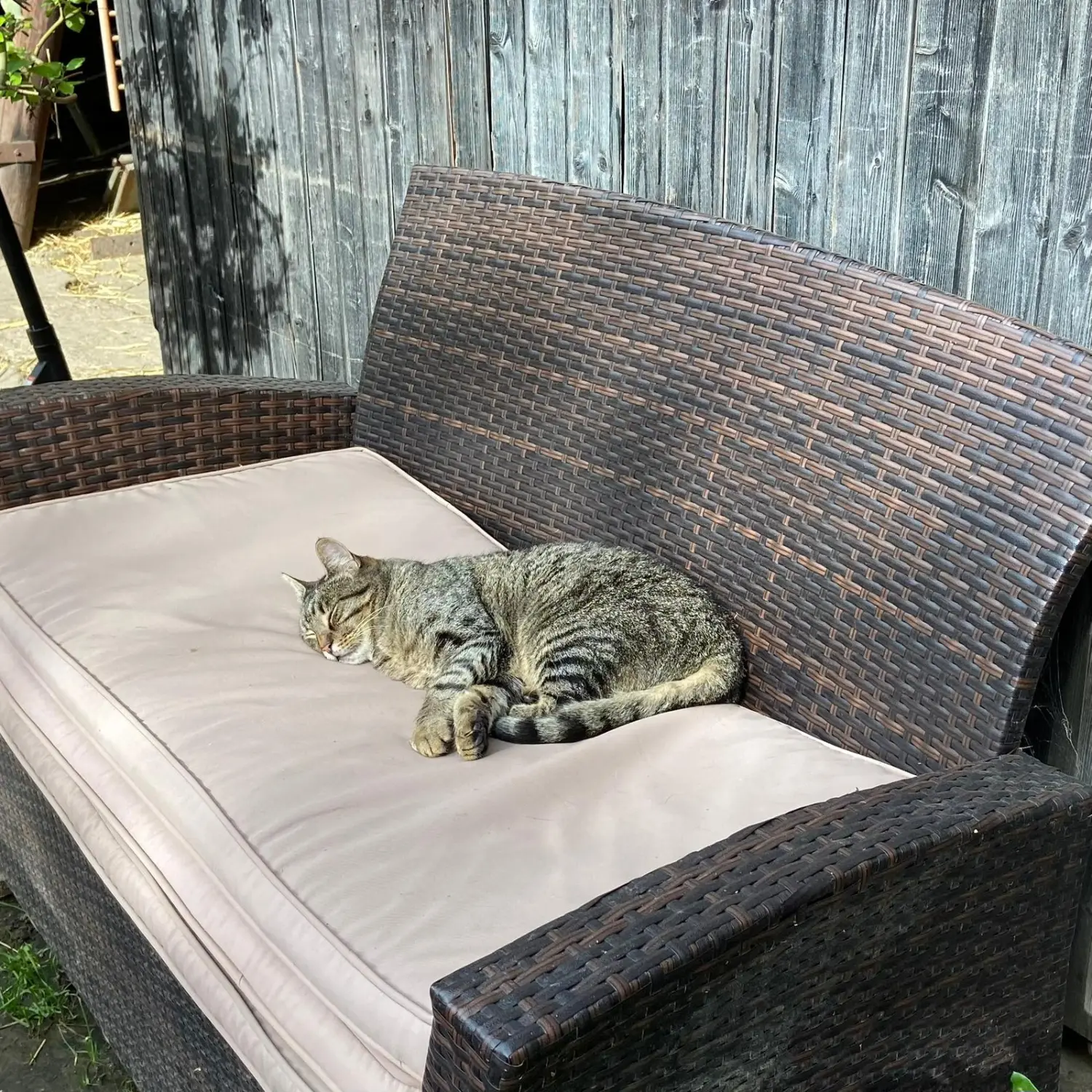 Kinderreitschule Igstadt - Katzen sitzen bequem