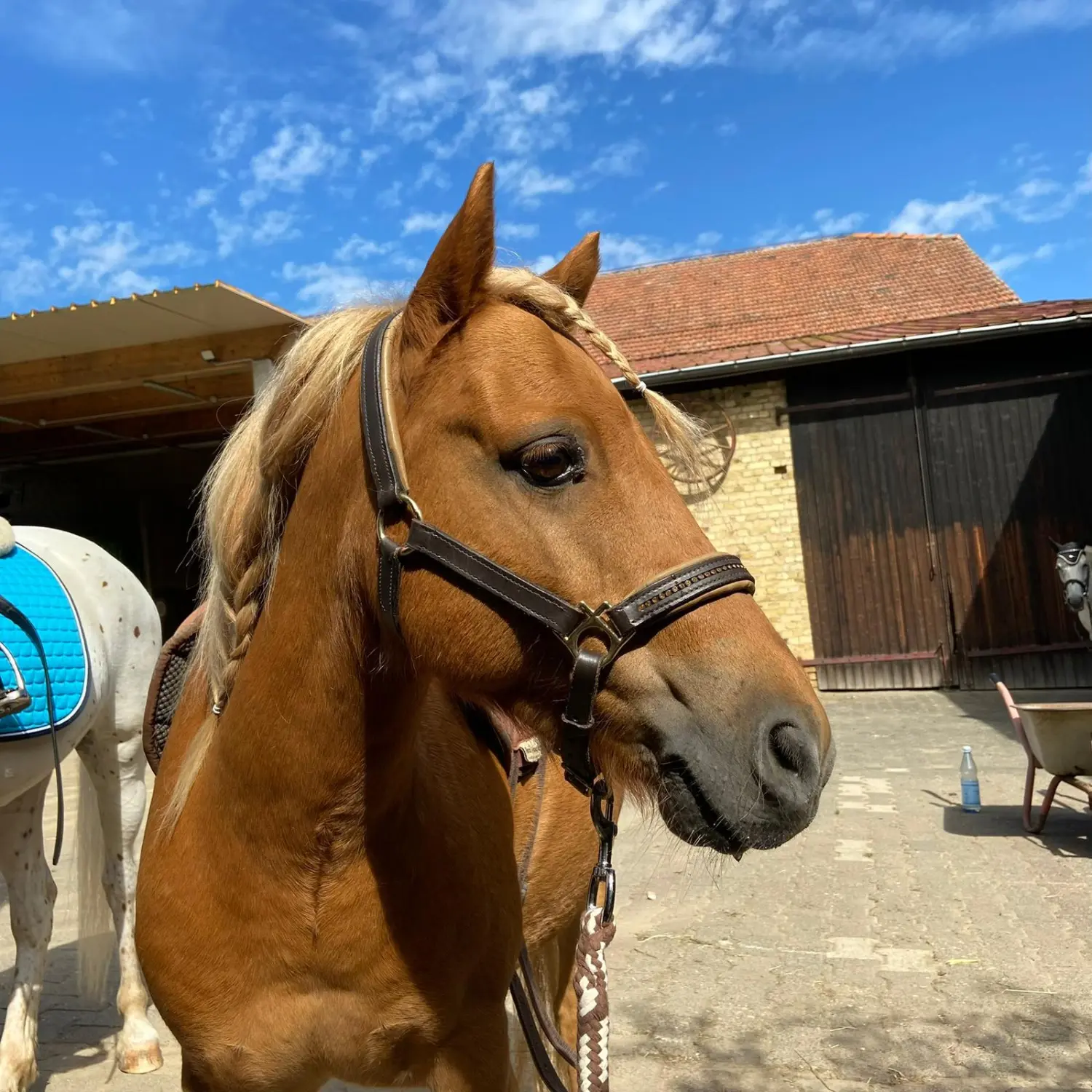 Kinderreitschule Igstadt