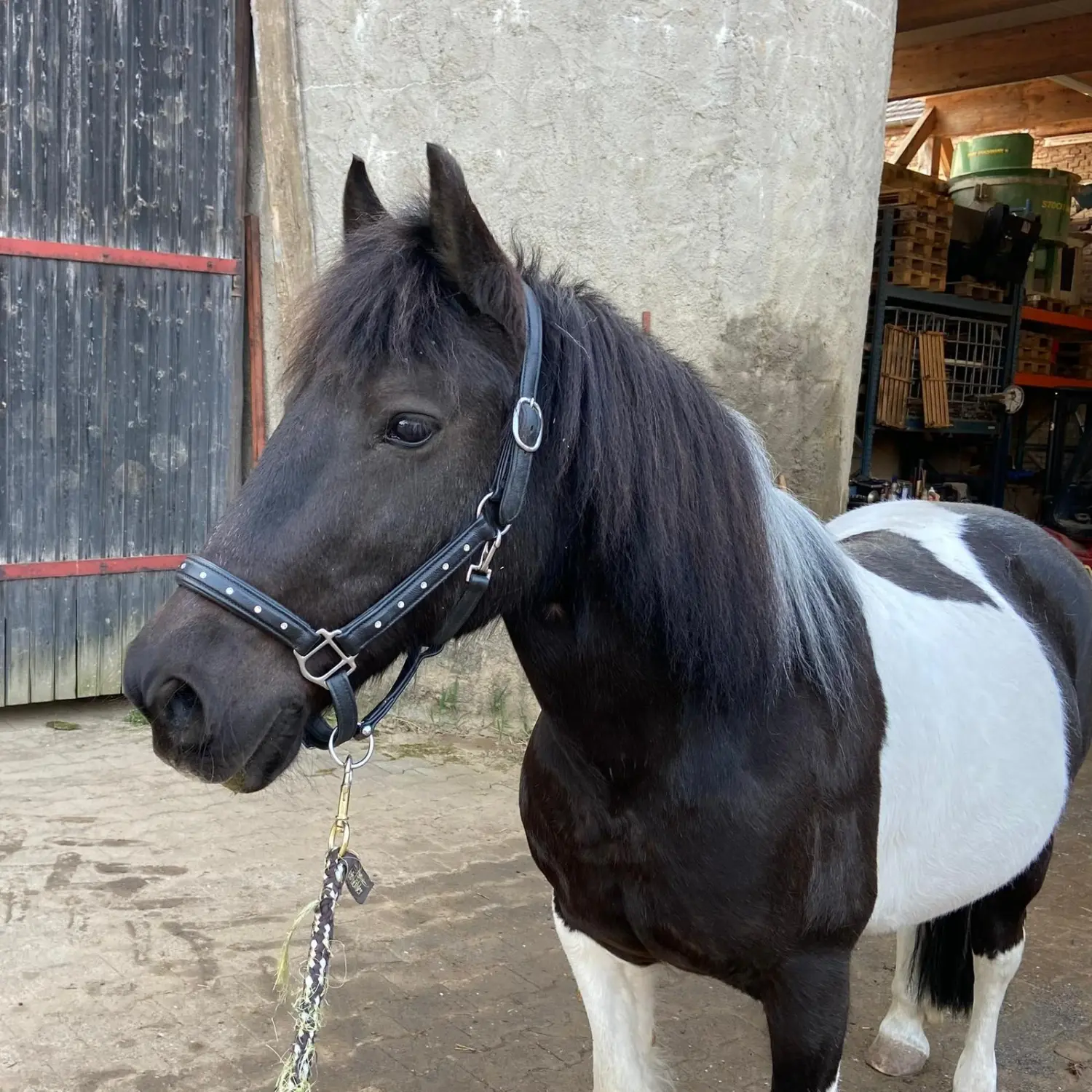 Kinderreitschule Igstadt - Pferdefarm