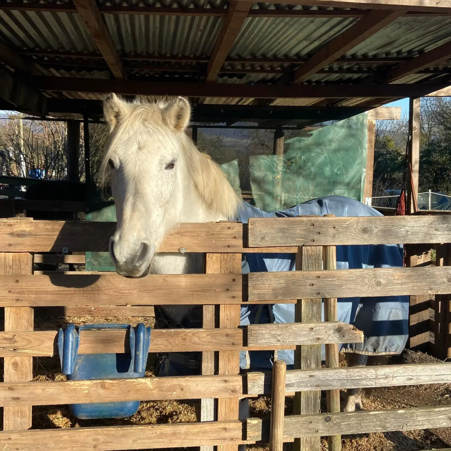 Kinderreitschule Igstadt