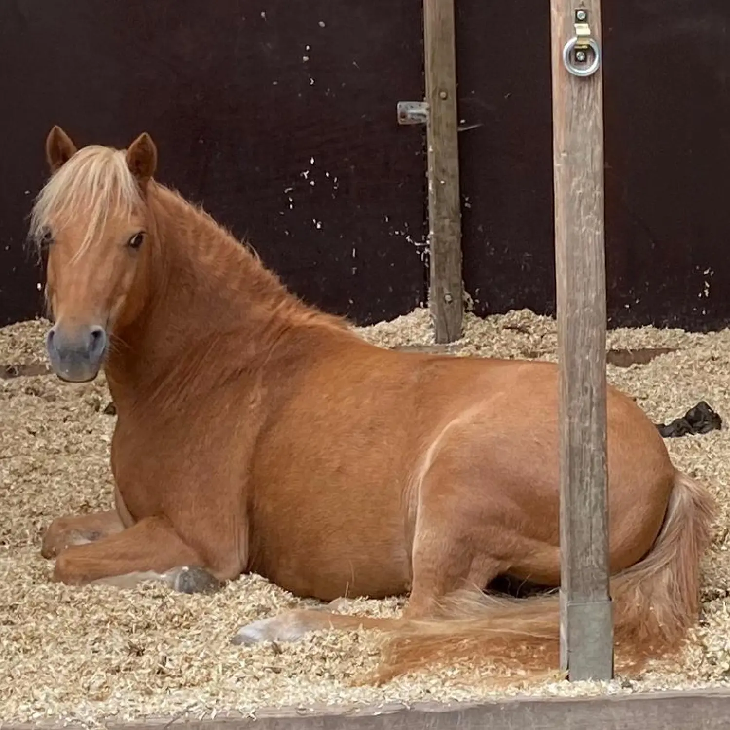 Kinderreitschule Igstadt - Pferdefarm