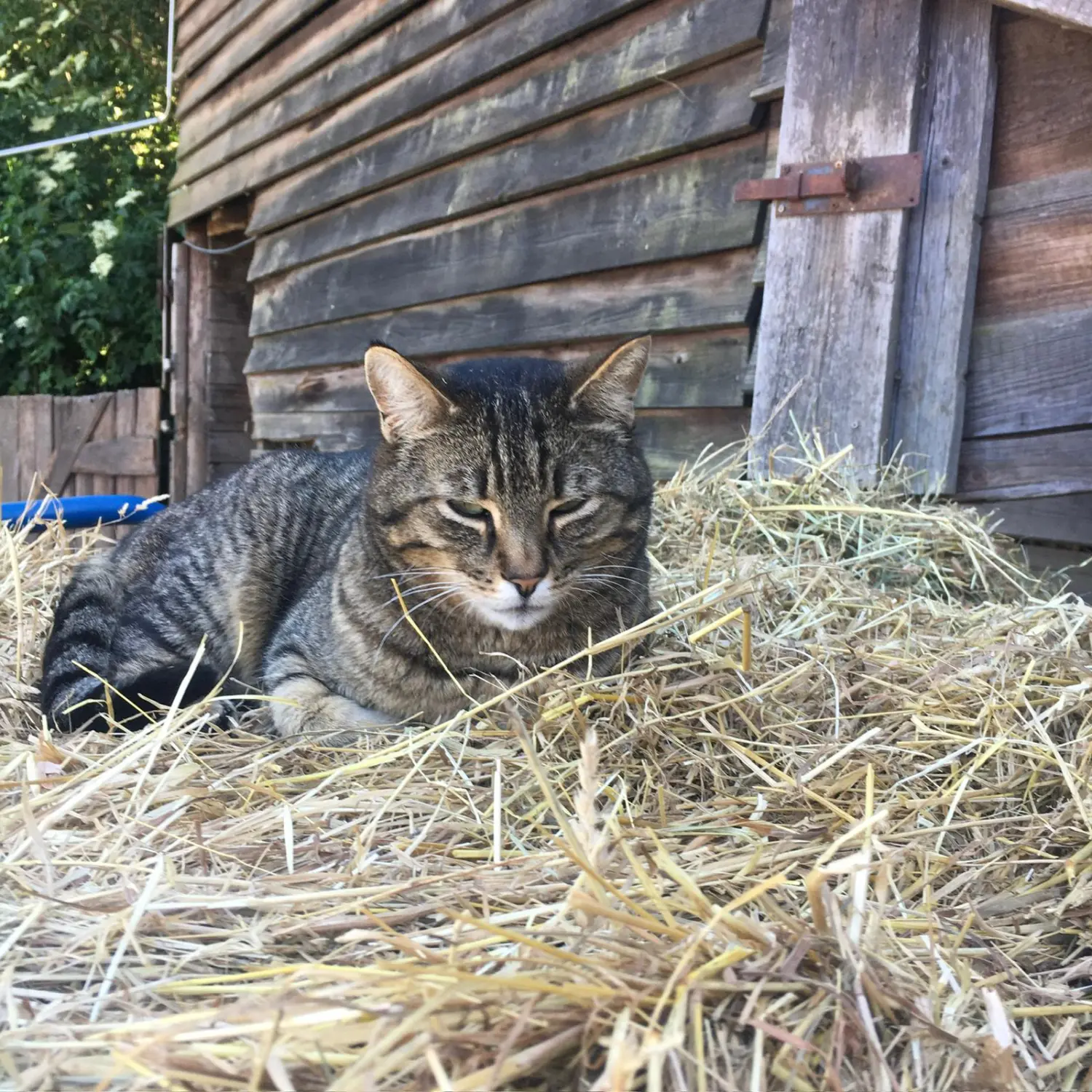 Kinderreitschule Igstadt - Katzen sitzen bequem