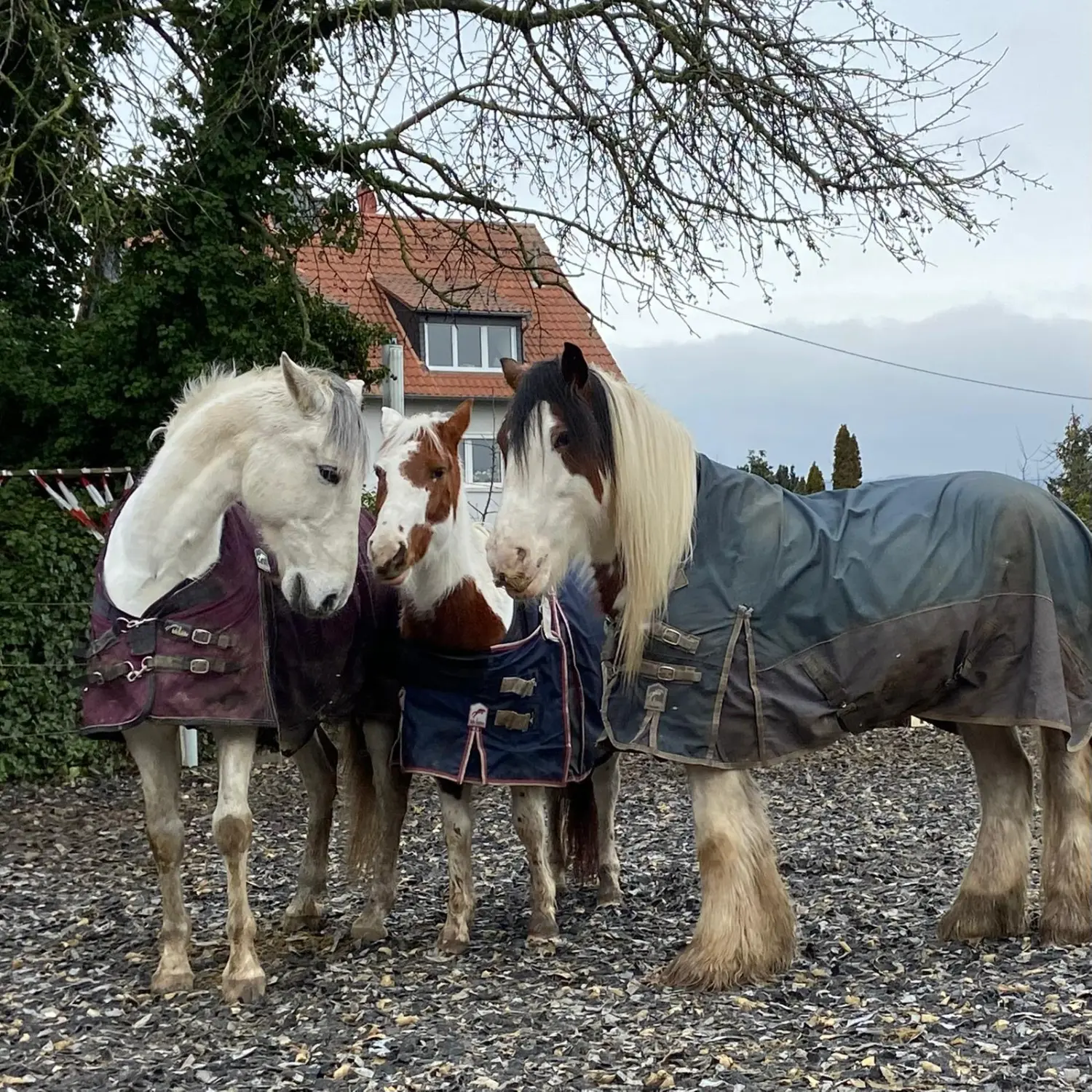 Kinderreitschule Igstadt - Pferdefarm