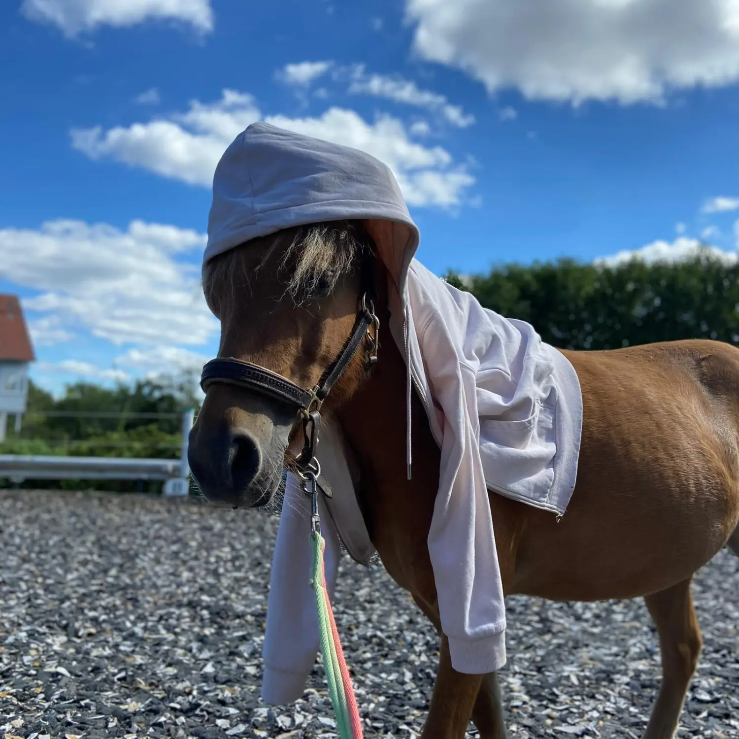 Kinderreitschule Igstadt