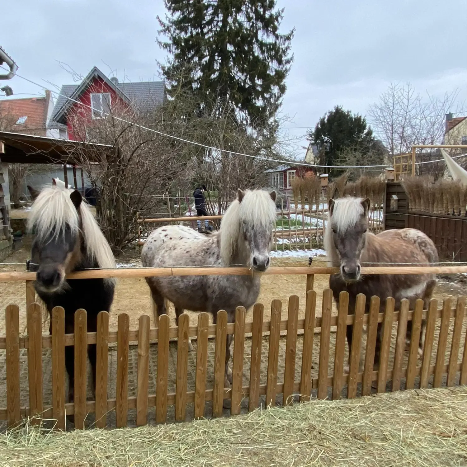 Kinderreitschule