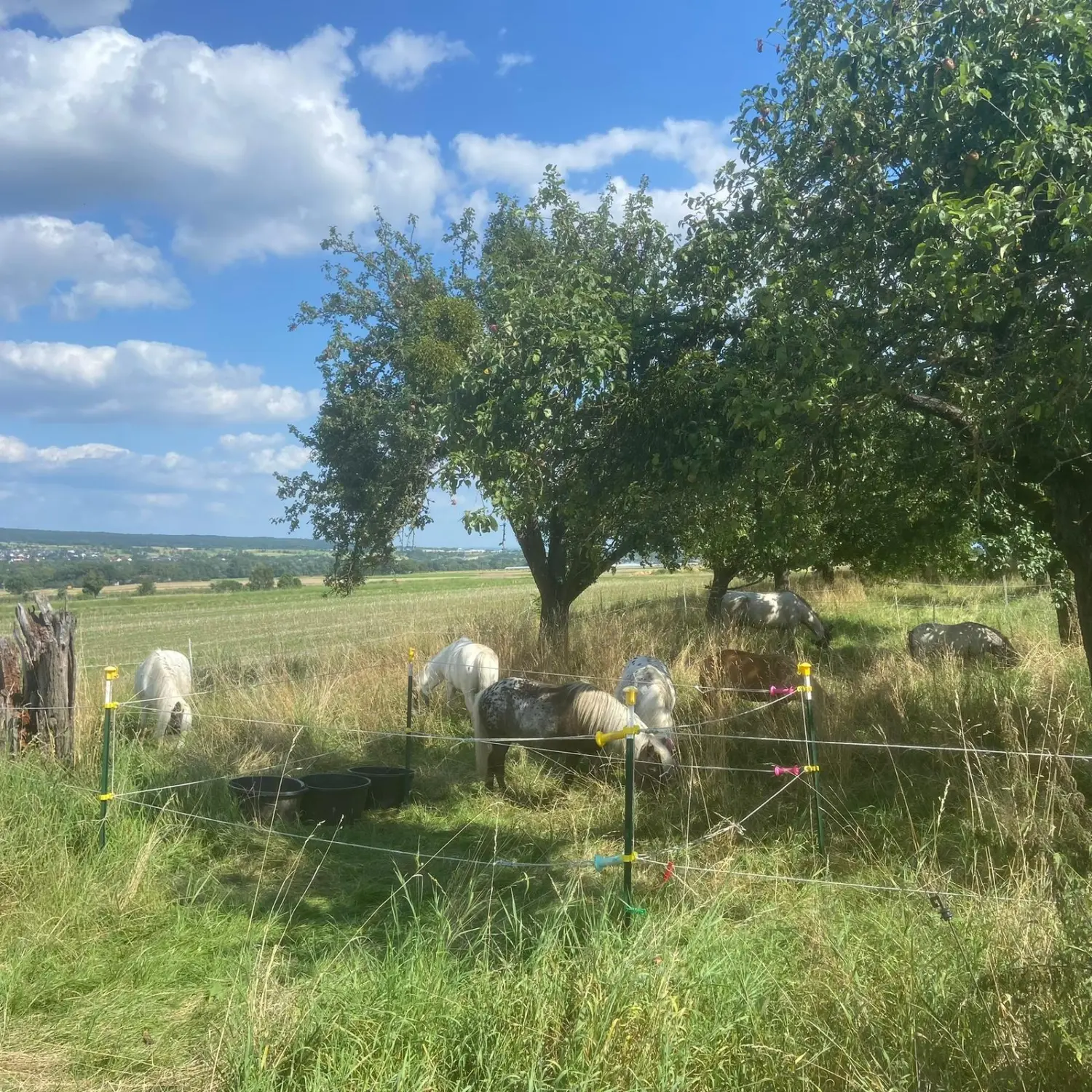 Geführte Ausritte