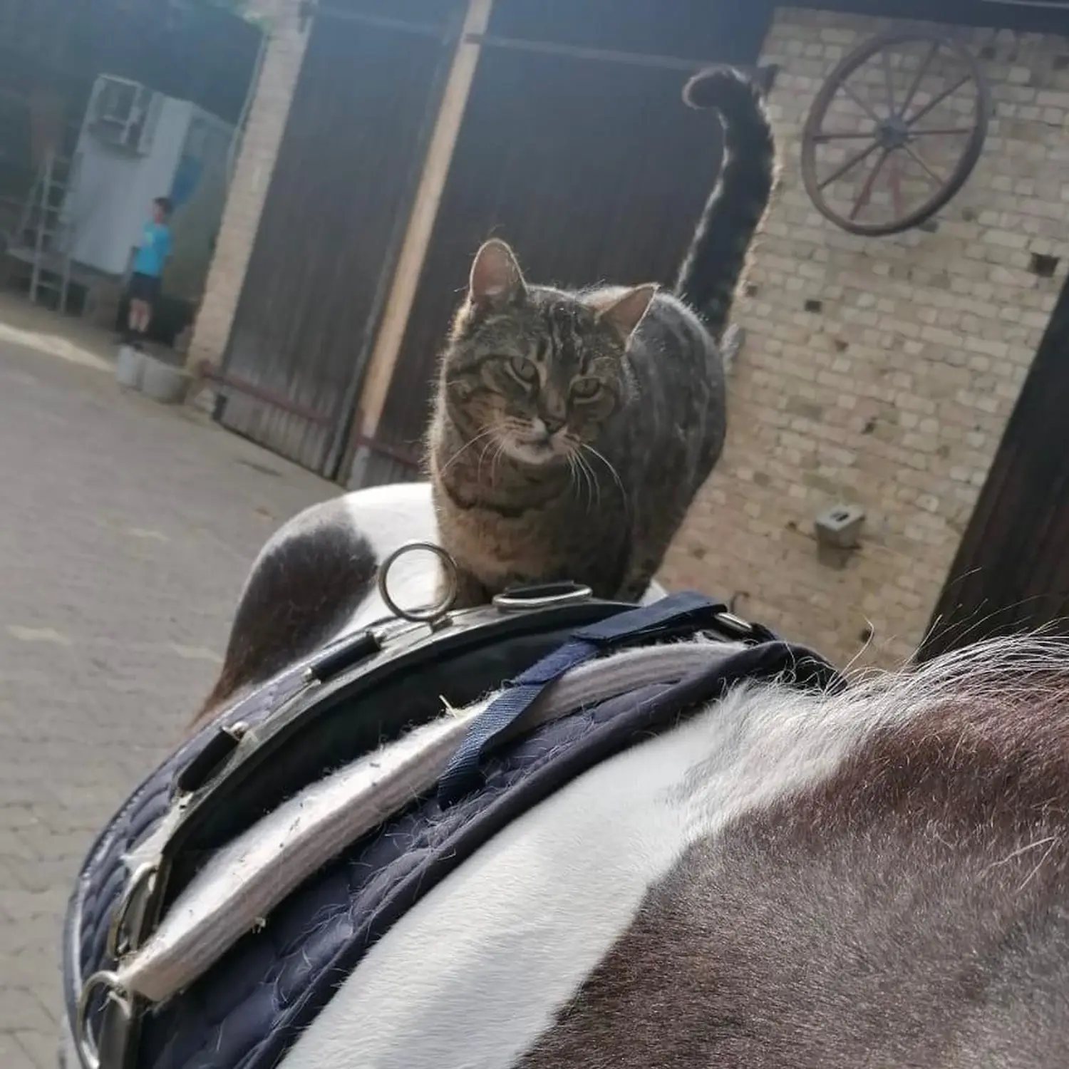 Pimpfe