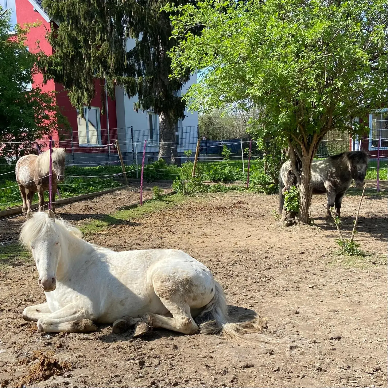 Kinderreitschule
